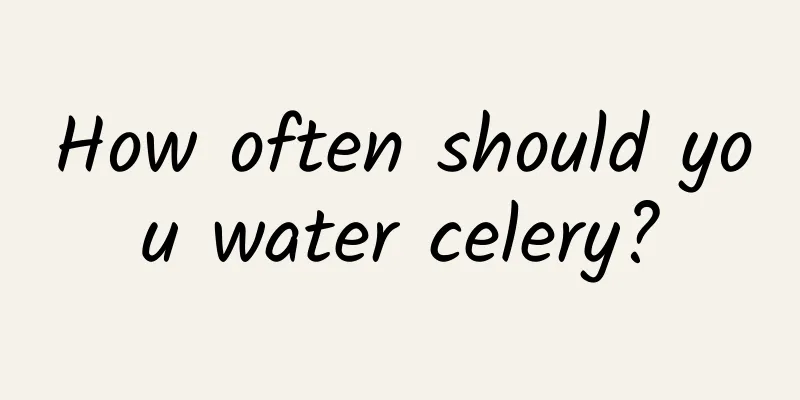 How often should you water celery?