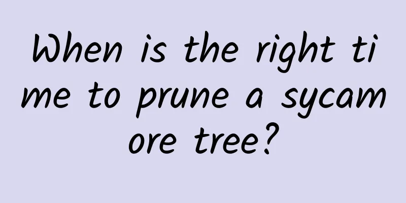When is the right time to prune a sycamore tree?