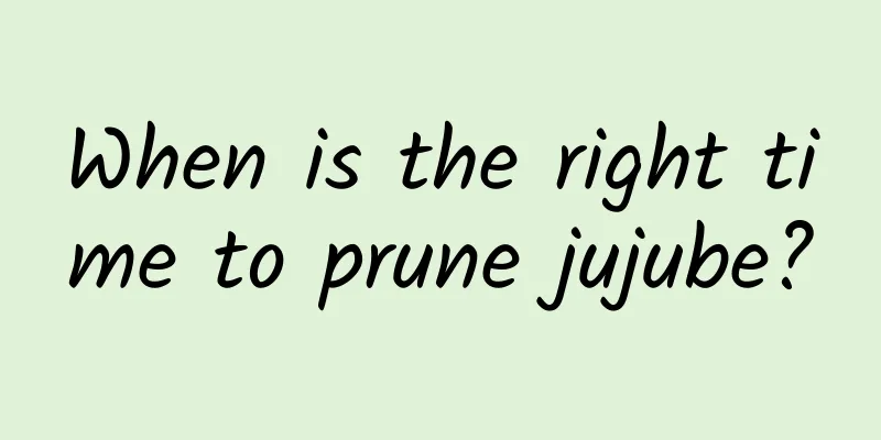 When is the right time to prune jujube?