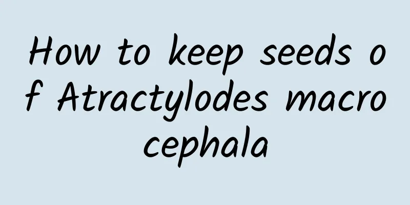 How to keep seeds of Atractylodes macrocephala
