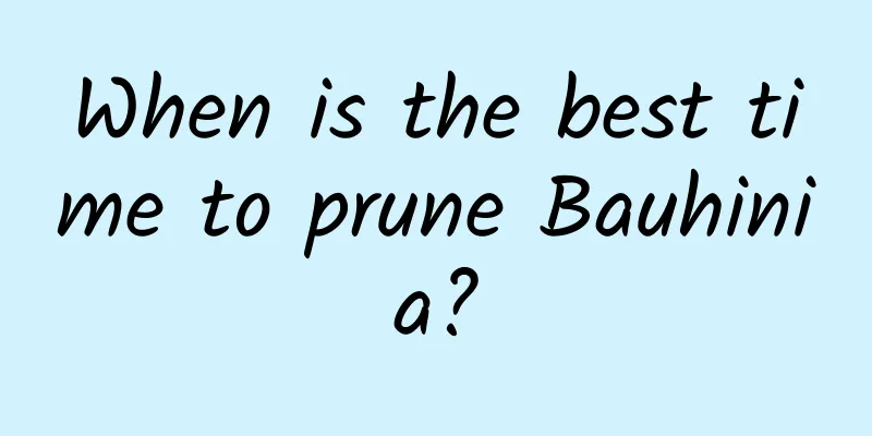 When is the best time to prune Bauhinia?
