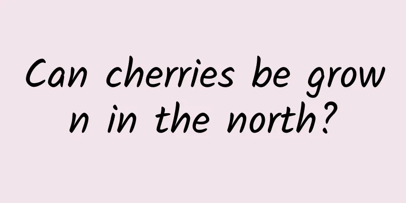 Can cherries be grown in the north?