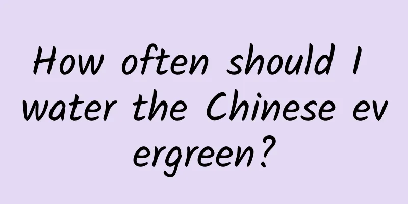 How often should I water the Chinese evergreen?
