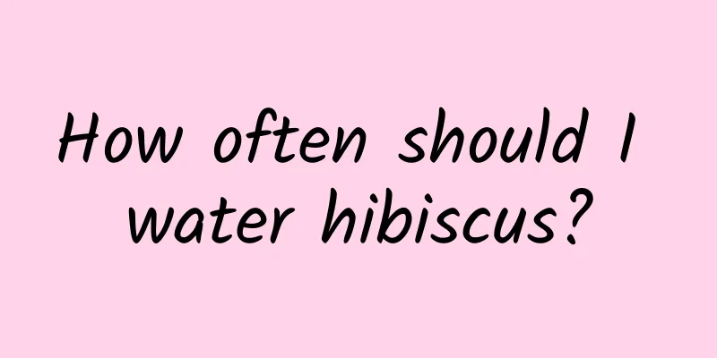 How often should I water hibiscus?