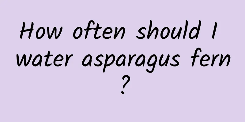 How often should I water asparagus fern?