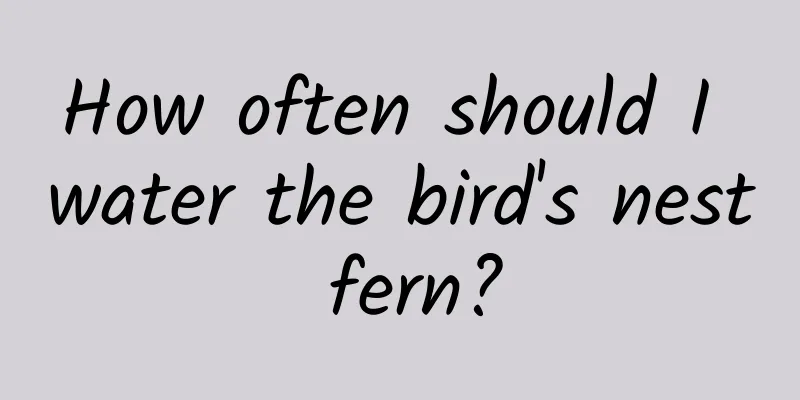 How often should I water the bird's nest fern?