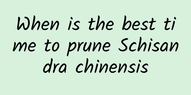 When is the best time to prune Schisandra chinensis