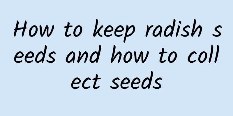 How to keep radish seeds and how to collect seeds