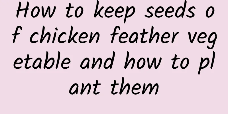 How to keep seeds of chicken feather vegetable and how to plant them