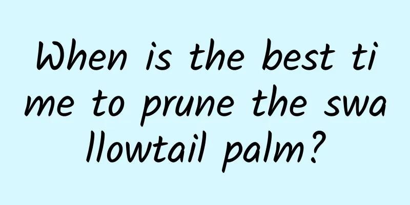 When is the best time to prune the swallowtail palm?