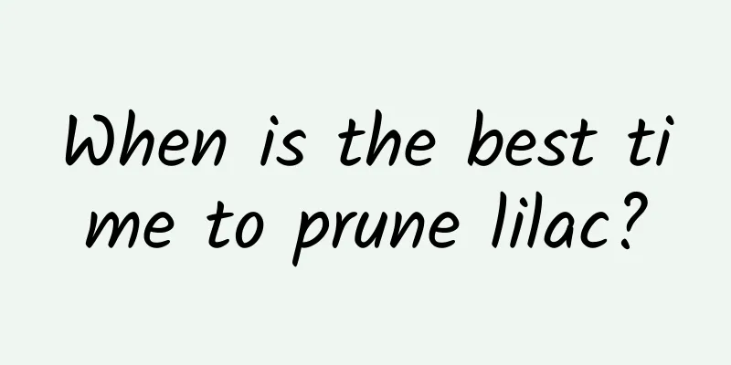 When is the best time to prune lilac?