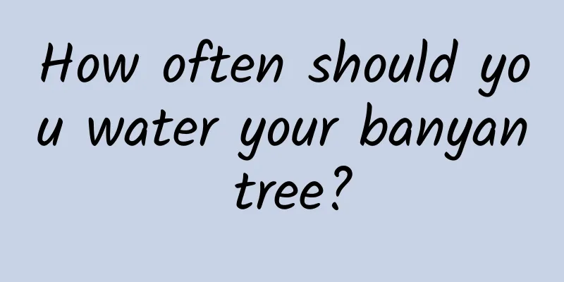 How often should you water your banyan tree?