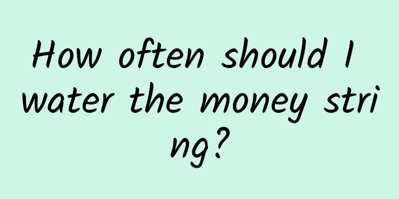 How often should I water the money string?