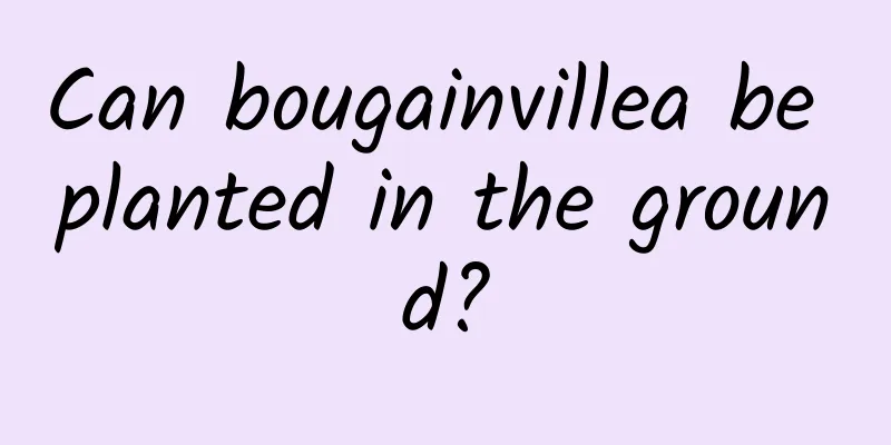Can bougainvillea be planted in the ground?