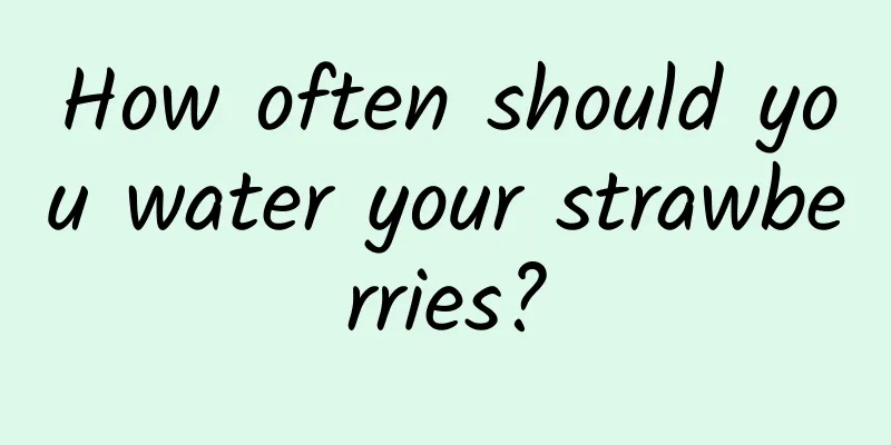 How often should you water your strawberries?