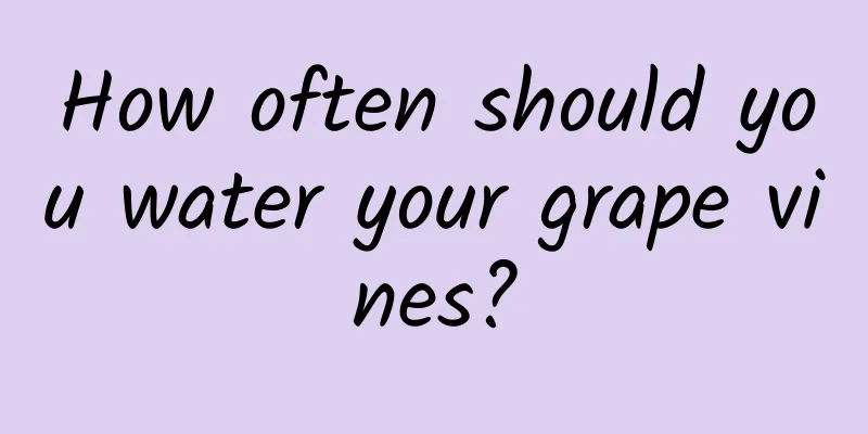 How often should you water your grape vines?
