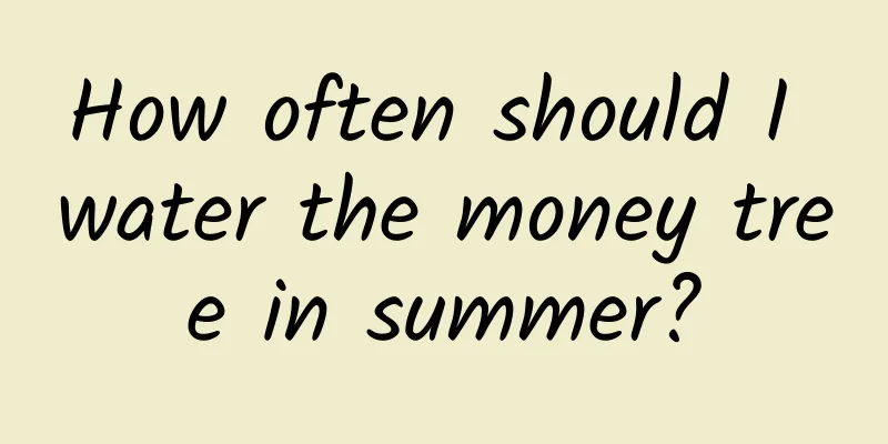 How often should I water the money tree in summer?