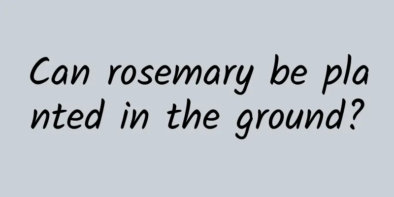 Can rosemary be planted in the ground?
