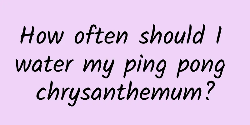 How often should I water my ping pong chrysanthemum?