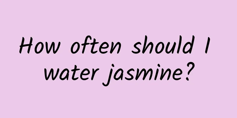 How often should I water jasmine?