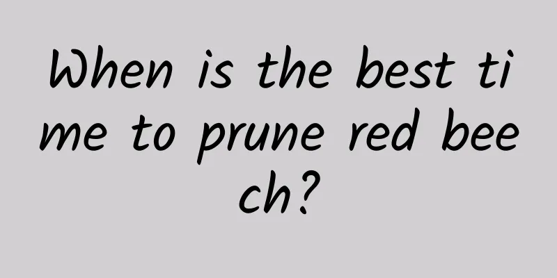 When is the best time to prune red beech?