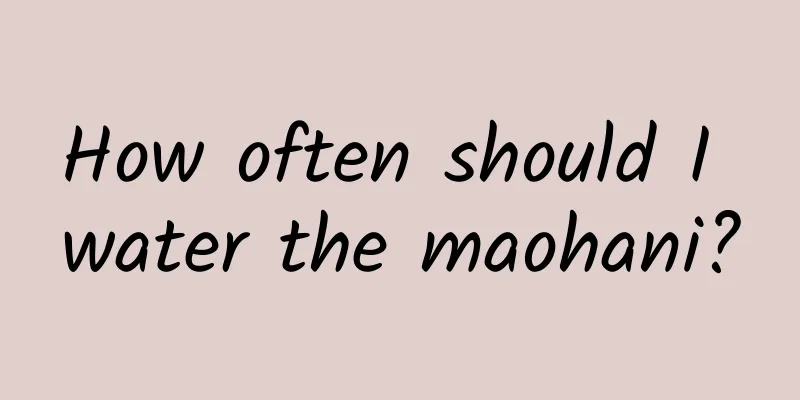 How often should I water the maohani?