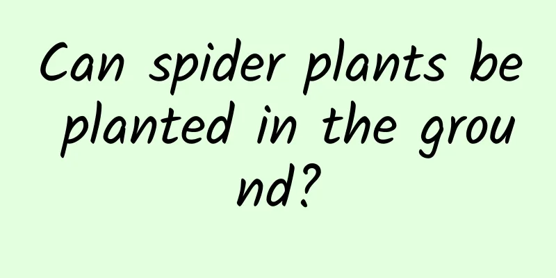 Can spider plants be planted in the ground?