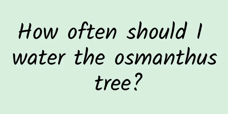 How often should I water the osmanthus tree?