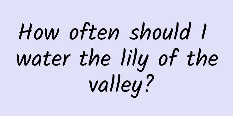 How often should I water the lily of the valley?