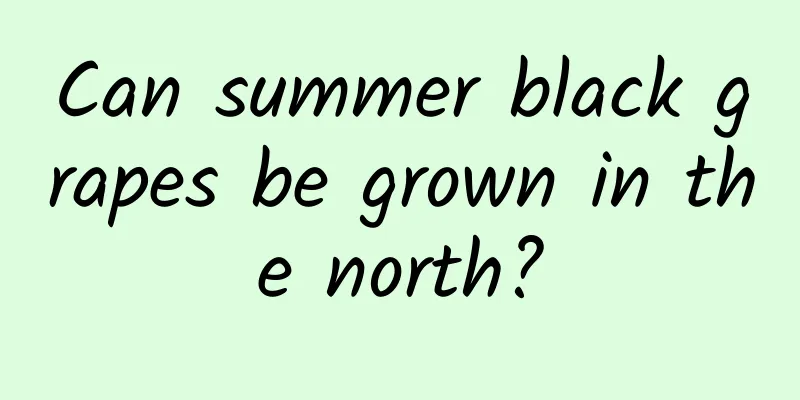 Can summer black grapes be grown in the north?