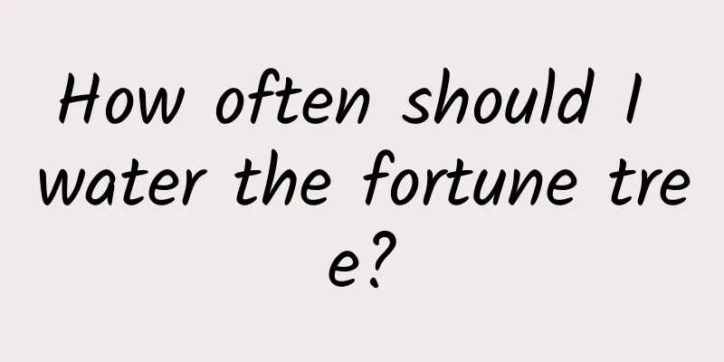 How often should I water the fortune tree?