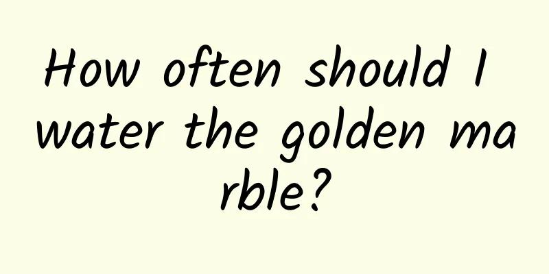 How often should I water the golden marble?