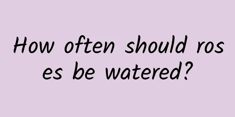 How often should roses be watered?