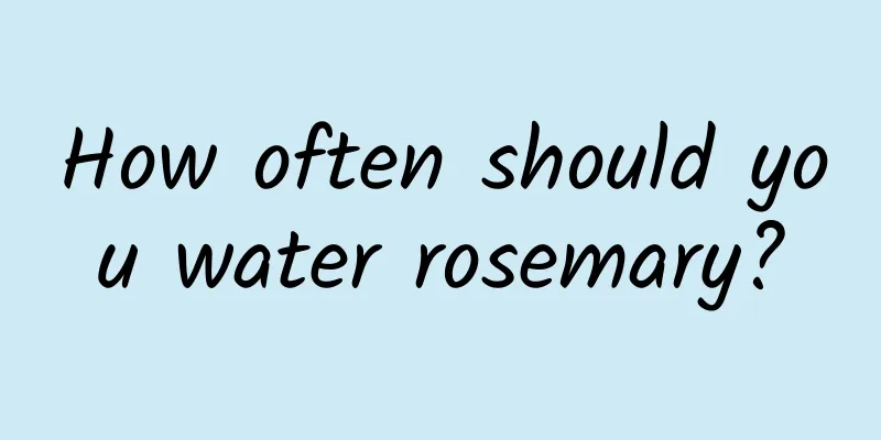 How often should you water rosemary?