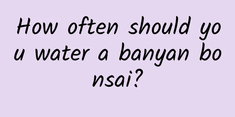 How often should you water a banyan bonsai?