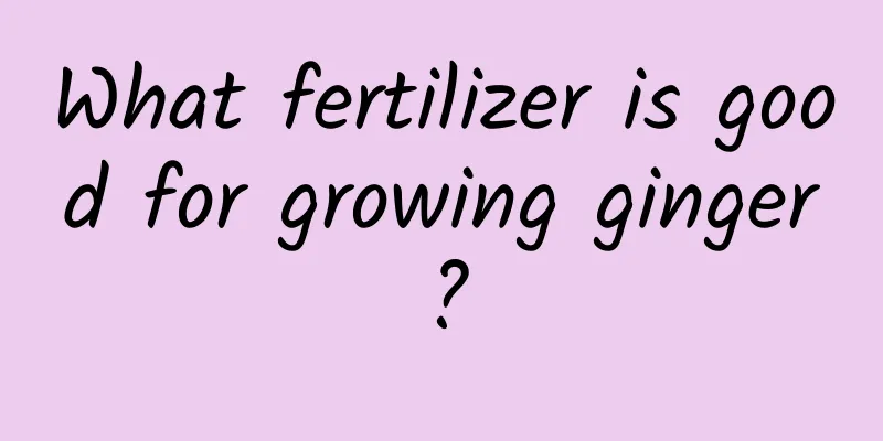 What fertilizer is good for growing ginger?