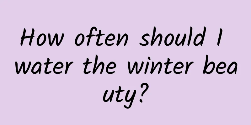 How often should I water the winter beauty?