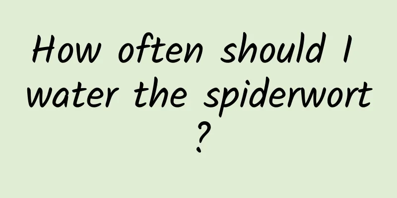 How often should I water the spiderwort?
