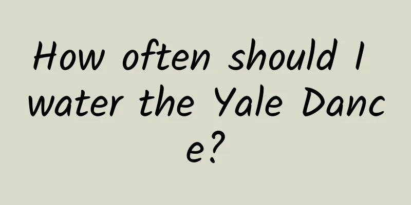 How often should I water the Yale Dance?