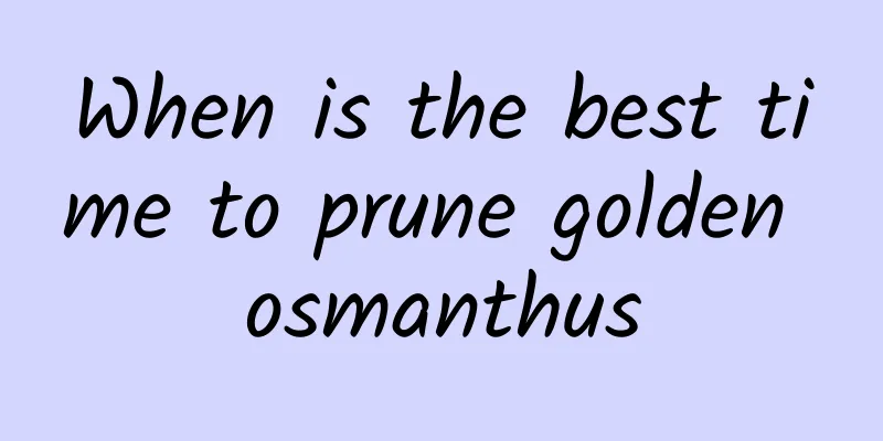 When is the best time to prune golden osmanthus