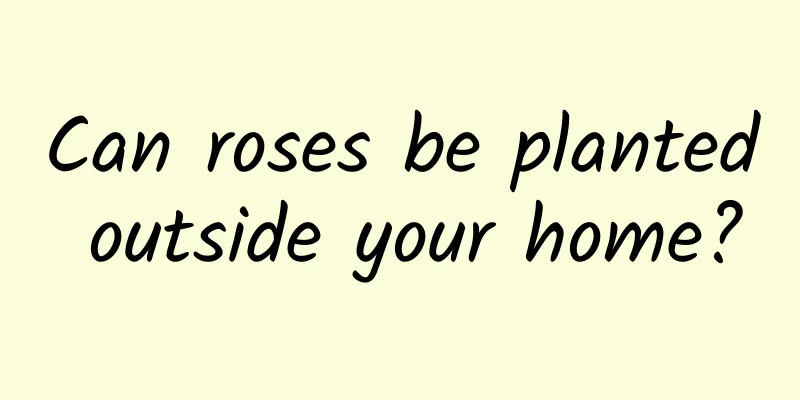 Can roses be planted outside your home?