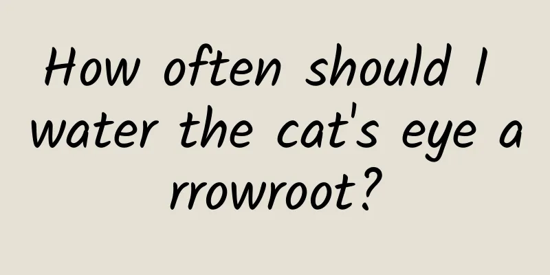 How often should I water the cat's eye arrowroot?