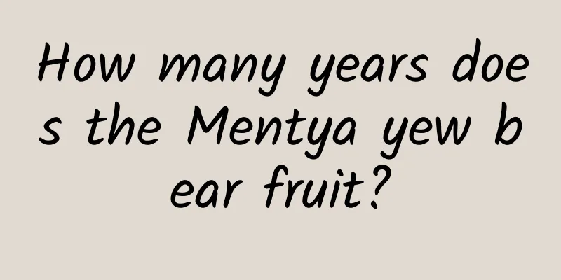 How many years does the Mentya yew bear fruit?