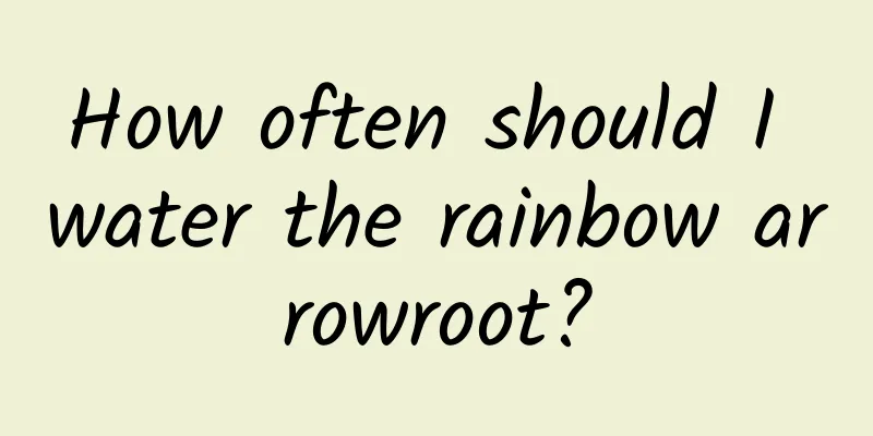 How often should I water the rainbow arrowroot?