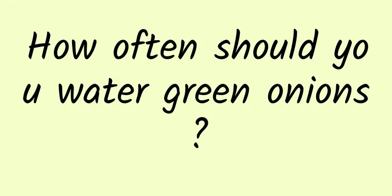 How often should you water green onions?