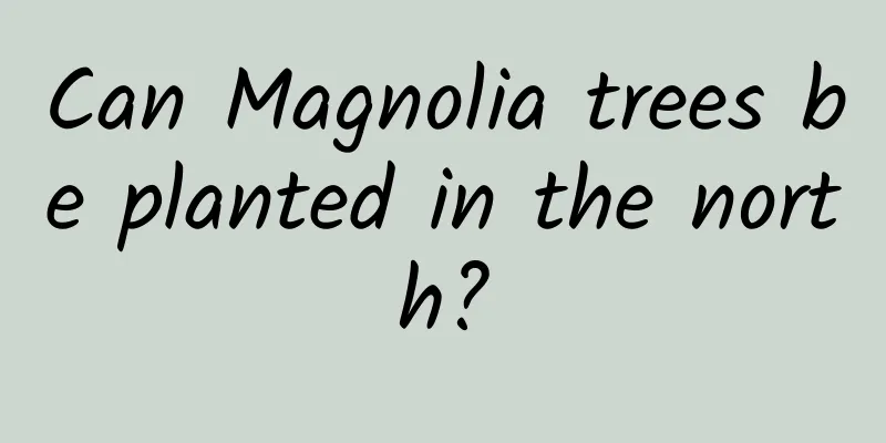 Can Magnolia trees be planted in the north?