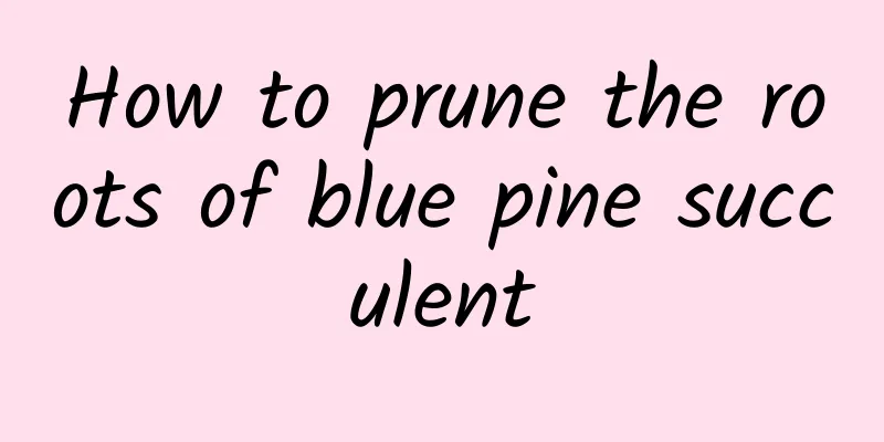 How to prune the roots of blue pine succulent