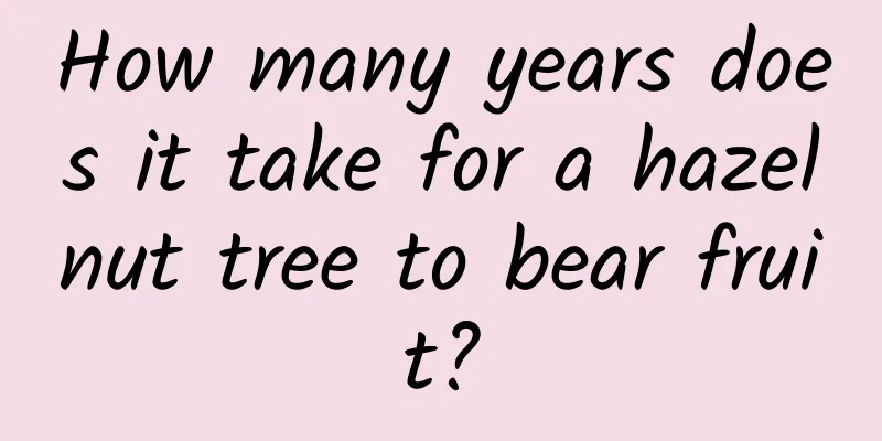 How many years does it take for a hazelnut tree to bear fruit?