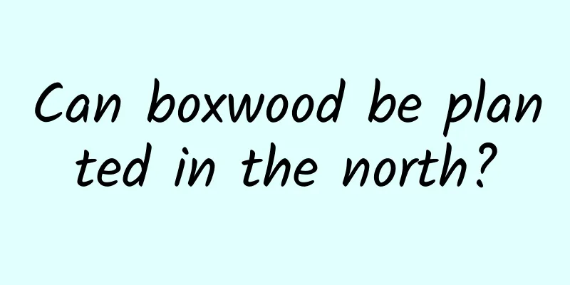 Can boxwood be planted in the north?