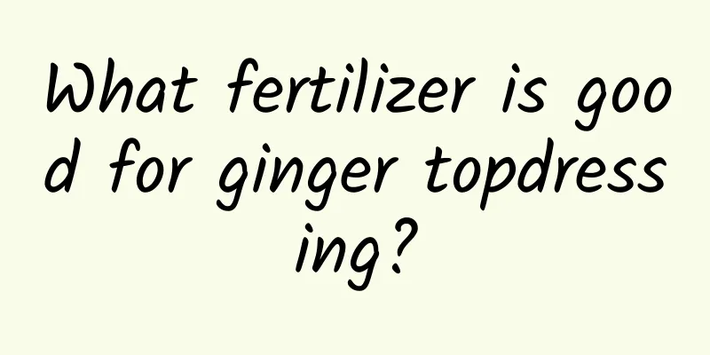 What fertilizer is good for ginger topdressing?
